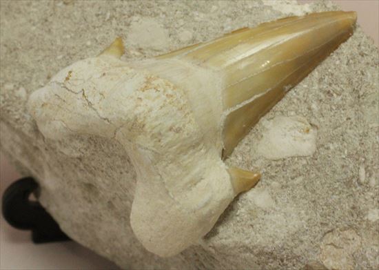恐竜没後の時代に生きたサメの歯化石、オトダス(Otodus obliqqus)（その5）