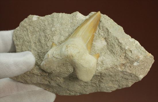 恐竜没後の時代に生きたサメの歯化石、オトダス(Otodus obliqqus)（その6）