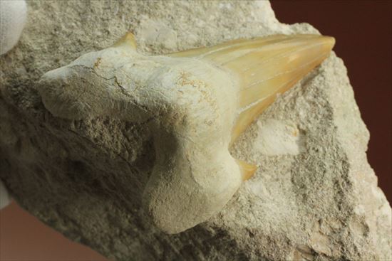 恐竜没後の時代に生きたサメの歯化石、オトダス(Otodus obliqqus)（その7）