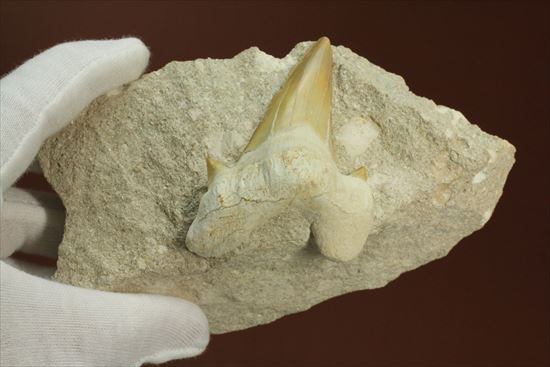 恐竜没後の時代に生きたサメの歯化石、オトダス(Otodus obliqqus)（その8）