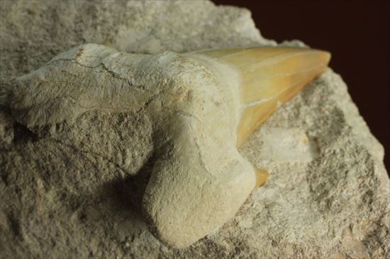 恐竜没後の時代に生きたサメの歯化石、オトダス(Otodus obliqqus)（その9）