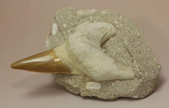 しぶい母岩付き！恐竜没後の時代に生きたサメの歯化石、オトダス(Otodus obliqqus)（その2）