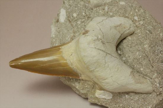 しぶい母岩付き！恐竜没後の時代に生きたサメの歯化石、オトダス(Otodus obliqqus)（その3）