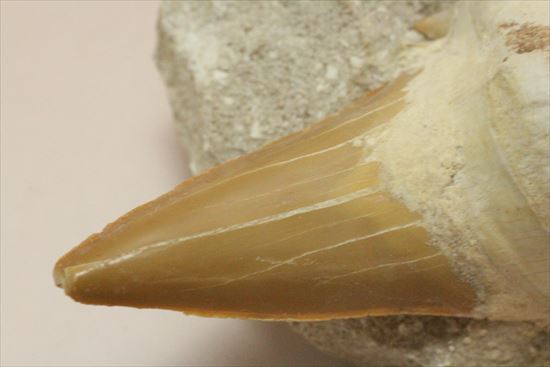 しぶい母岩付き！恐竜没後の時代に生きたサメの歯化石、オトダス(Otodus obliqqus)（その4）