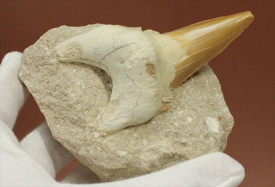 しぶい母岩付き！恐竜没後の時代に生きたサメの歯化石、オトダス(Otodus obliqqus)（その5）