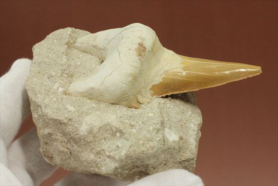 しぶい母岩付き！恐竜没後の時代に生きたサメの歯化石、オトダス(Otodus obliqqus)（その6）