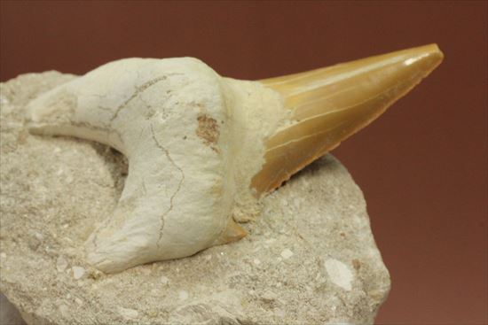 しぶい母岩付き！恐竜没後の時代に生きたサメの歯化石、オトダス(Otodus obliqqus)（その7）