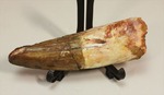 プレゼントにいかがでしょう。ケース、スタンド付のスピノサウルスの歯化石