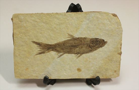 保存状態最高の魚化石（その2）