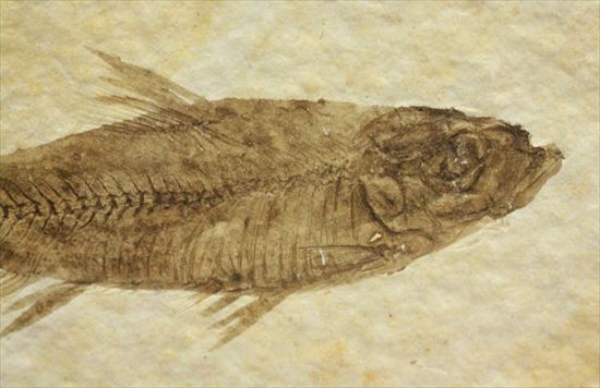 保存状態最高の魚化石（その3）
