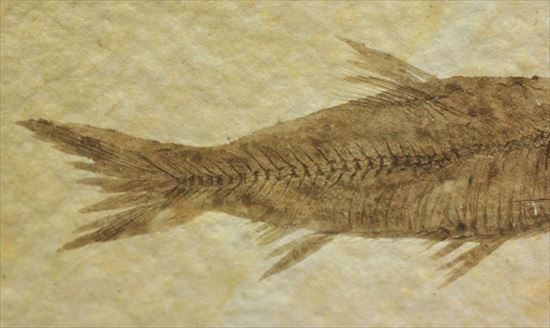 保存状態最高の魚化石（その4）