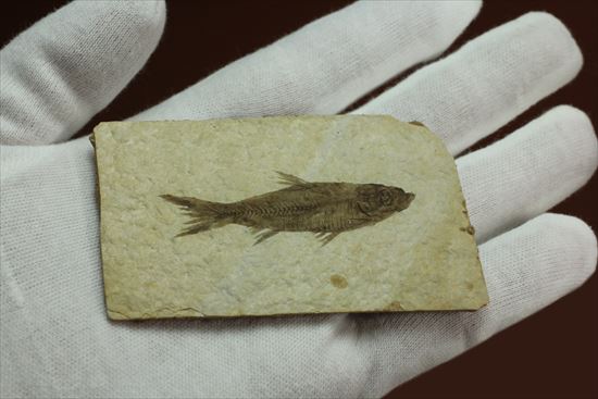 保存状態最高の魚化石（その5）