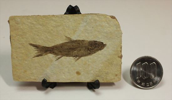 保存状態最高の魚化石（その7）