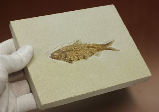 群を抜いて美しい!アメリカ産魚化石ナイティア(Knithtia)(その1)