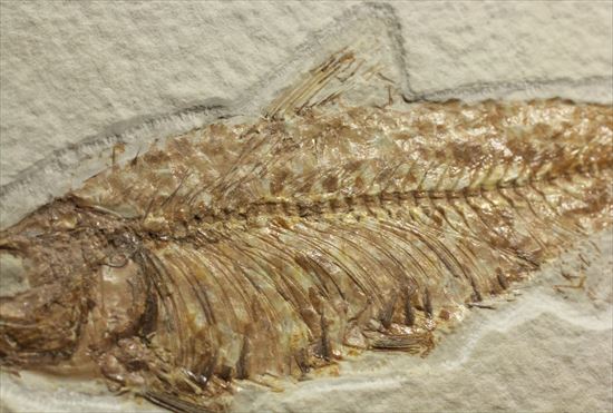群を抜いて美しい!アメリカ産魚化石ナイティア(Knithtia)(その11)