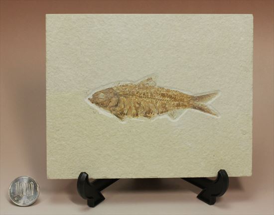 群を抜いて美しい!アメリカ産魚化石ナイティア(Knithtia)(その14)