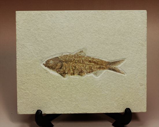 群を抜いて美しい!アメリカ産魚化石ナイティア(Knithtia)(その3)