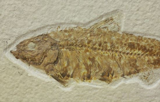 群を抜いて美しい！アメリカ産魚化石ナイティア(Knithtia) 化石 販売