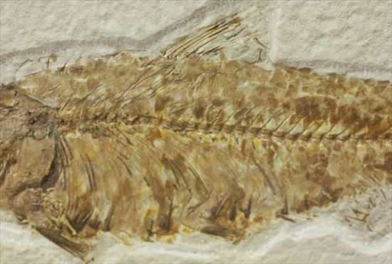 群を抜いて美しい!アメリカ産魚化石ナイティア(Knithtia)(その5)