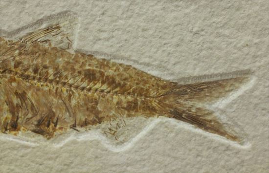 群を抜いて美しい!アメリカ産魚化石ナイティア(Knithtia)(その6)