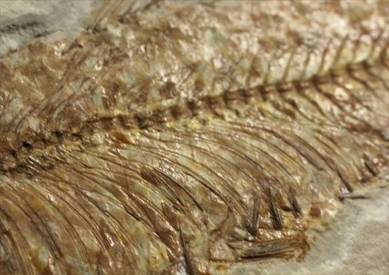 群を抜いて美しい!アメリカ産魚化石ナイティア(Knithtia)(その7)