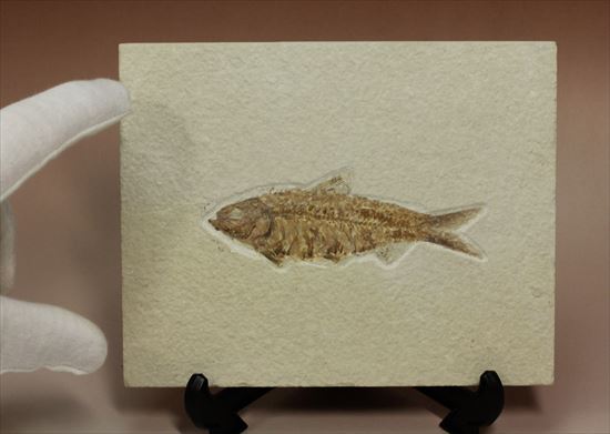 群を抜いて美しい!アメリカ産魚化石ナイティア(Knithtia)(その8)