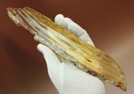 マダガスカル産、あなたの足よりデカいかも!?巨大な虫色コーパル