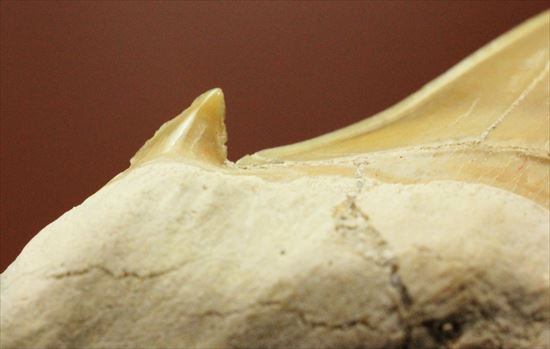 ネズミサメの歯化石（その2）