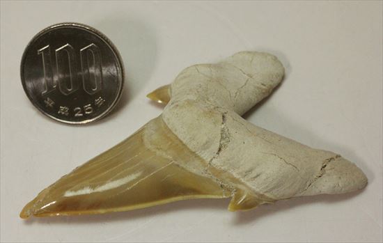 ネズミサメの歯化石（その8）
