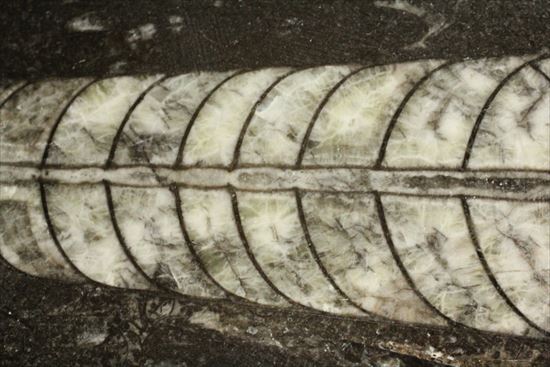 アンモナイトの祖先にあたる、オルソセラスのマルチプレート化石（その1）