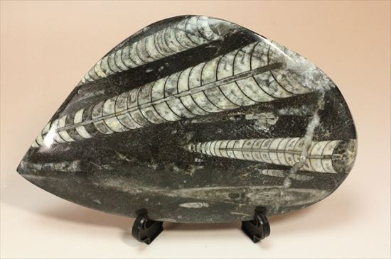 アンモナイトの祖先にあたる、オルソセラスのマルチプレート化石（その2）