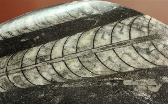 アンモナイトの祖先にあたる、オルソセラスのマルチプレート化石（その3）
