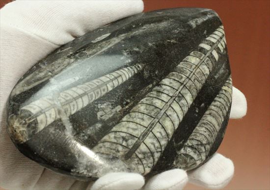 アンモナイトの祖先にあたる、オルソセラスのマルチプレート化石(その5)