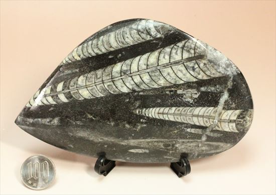アンモナイトの祖先にあたる、オルソセラスのマルチプレート化石（その7）