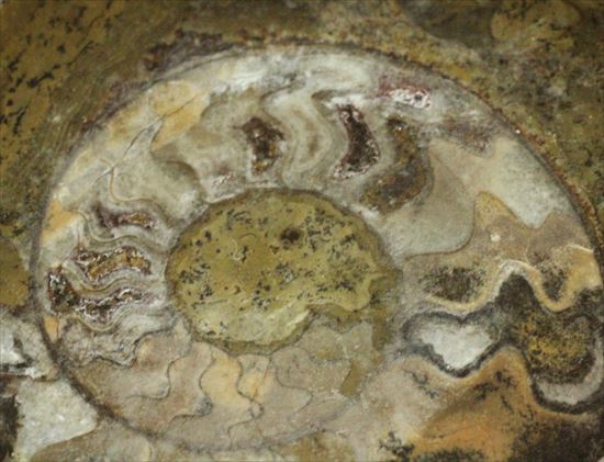 気軽にコレクション！アンモナイトの初期型ゴニアタイト化石（その4）