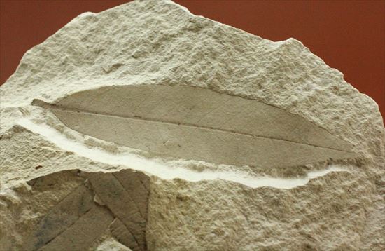 輪郭をしっかり残した「この葉」の化石(その2)