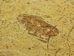 生きた化石、生命力の代名詞、肢がしっかり保存されたゴキブリの化石