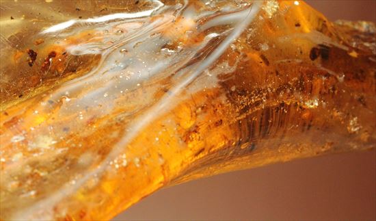 ブーメランのような巨大コーパル。虫豊富です。(その18)