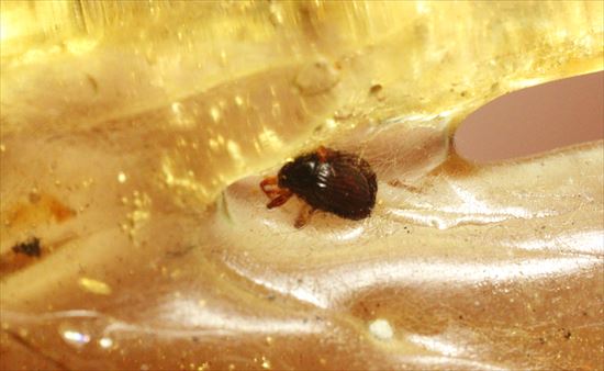 ブーメランのような巨大コーパル。虫豊富です。(その8)