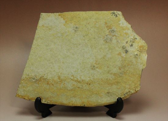 海中を漂う浮遊性ウミユリ、その名はサッココーマ 化石 販売