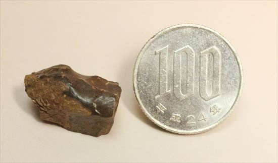 最後の角竜 トリケラトプスの歯化石(Triceratops)(その10)