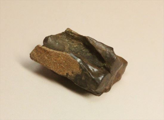 最後の角竜 トリケラトプスの歯化石(Triceratops)(その5)