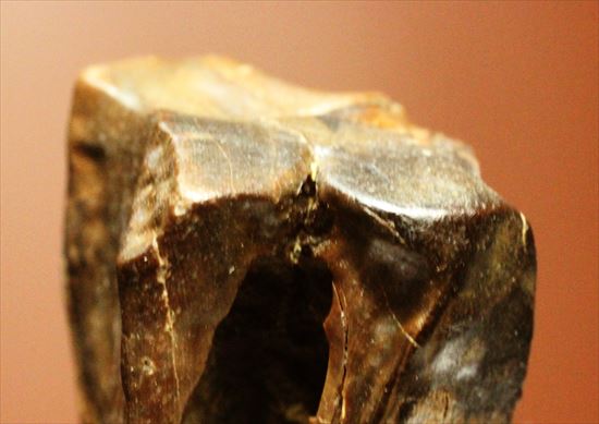最後の角竜 トリケラトプスの歯化石(Triceratops)(その7)