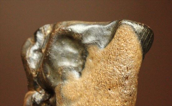 白亜紀の草食恐竜、トリケラトプスの歯化石(Triceratops)(その3)