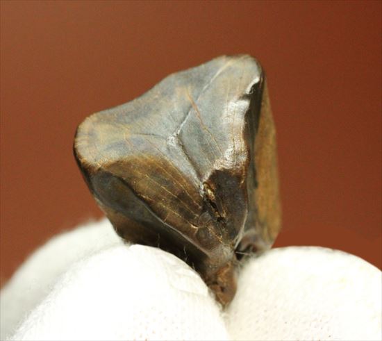 白亜紀の草食恐竜、トリケラトプスの歯化石(Triceratops)(その4)
