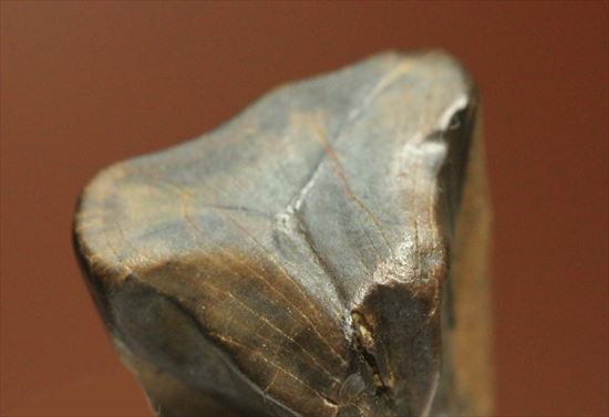 白亜紀の草食恐竜、トリケラトプスの歯化石(Triceratops)(その5)