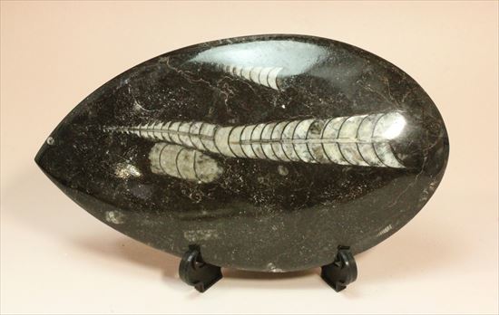 アンモナイトの祖先にあたる、オルソセラスのマルチプレート化石(Orthoceras)(その1)