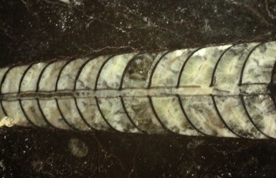 アンモナイトの祖先にあたる、オルソセラスのマルチプレート化石(Orthoceras)(その2)
