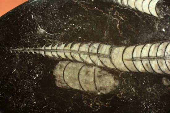 アンモナイトの祖先にあたる、オルソセラスのマルチプレート化石（Orthoceras）（その3）