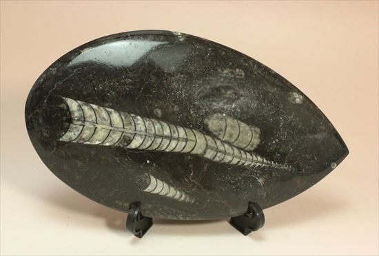 アンモナイトの祖先にあたる、オルソセラスのマルチプレート化石(Orthoceras)(その5)